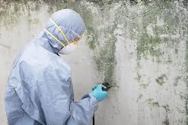 Best Water Damage & Mold Remediation  in East St Louis, IL